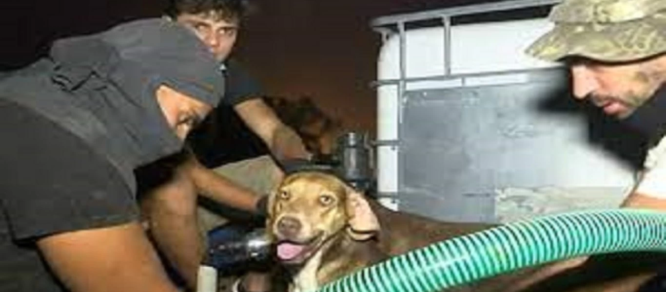 Φωτιά στα Βίλια: Κάτοικοι ενώ καιγόταν η περιοχή έσωζαν σκυλάκια και πουλιά!